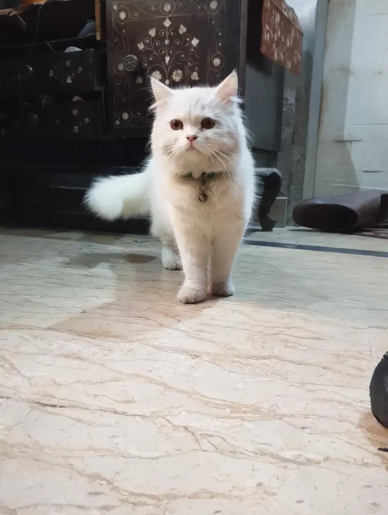 Female Persian Kitten