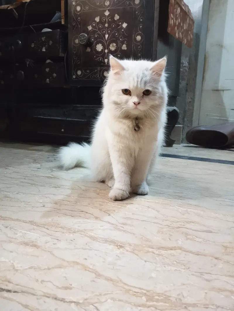 Female Persian Kitten — photo 2