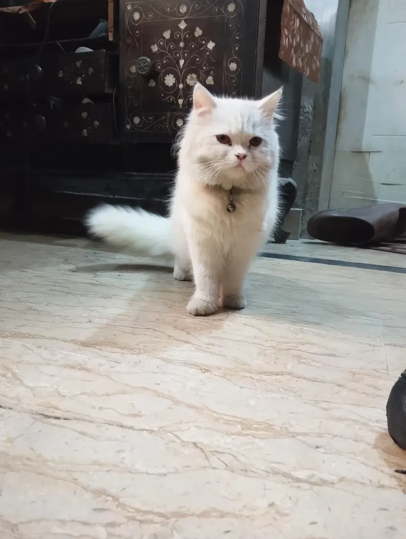 Female Persian Kitten — photo 3