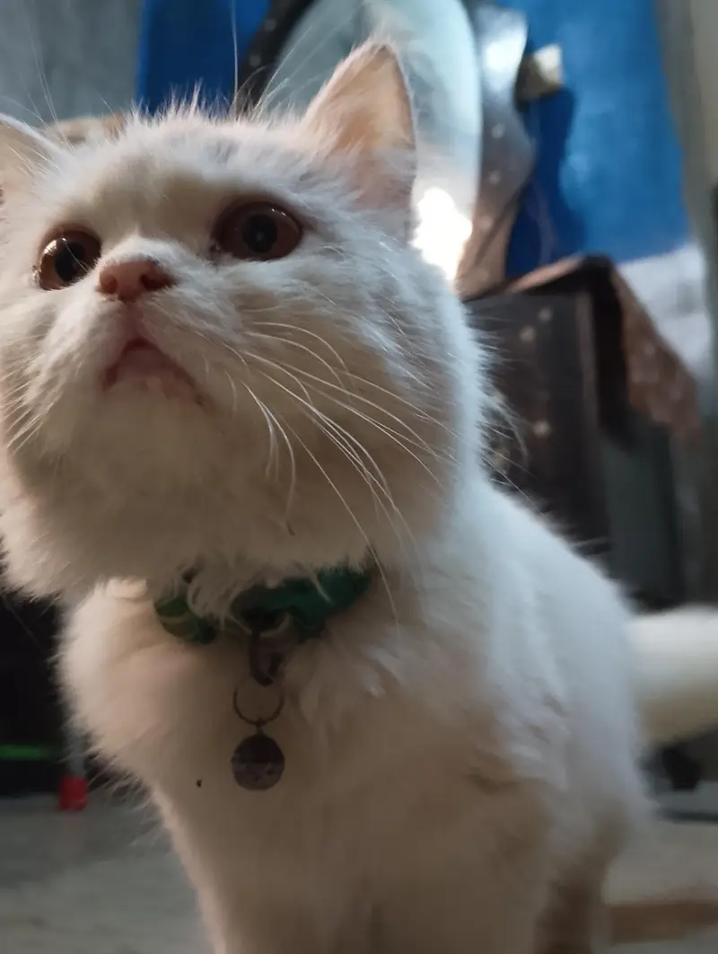 Female Persian Kitten — photo 4