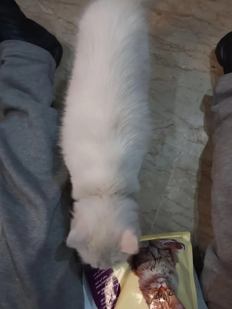 Female Persian Kitten — photo 5