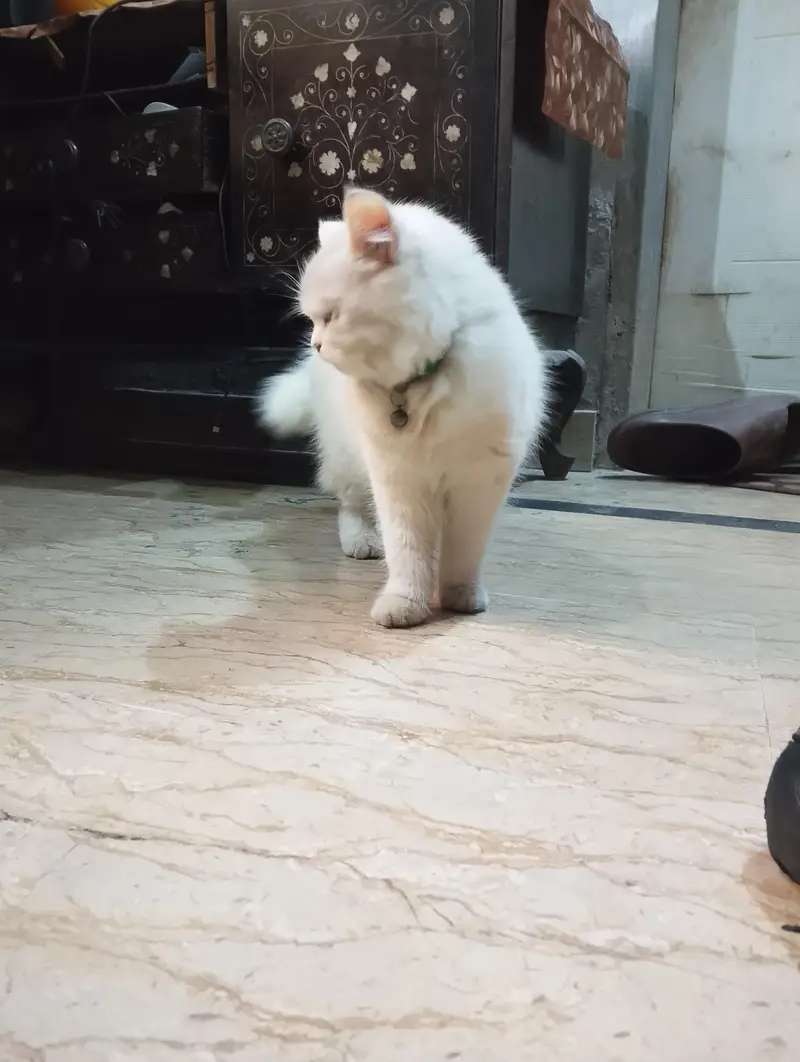 Female Persian Kitten — photo 6
