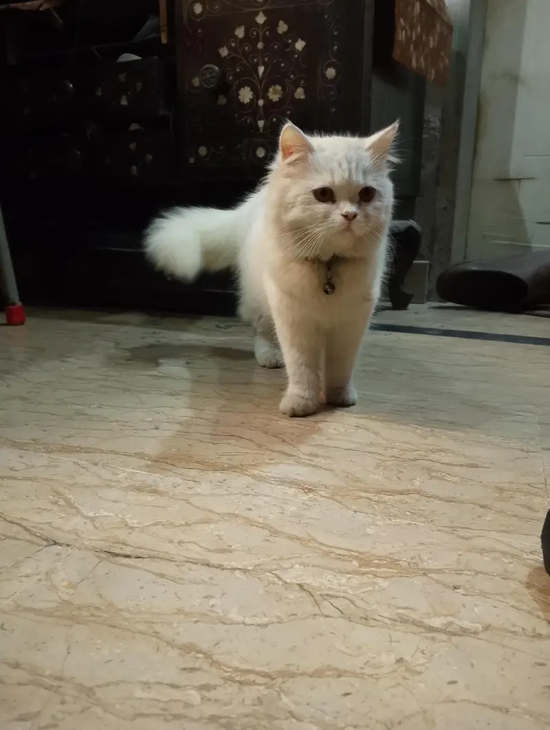 Female Persian Kitten — photo 7