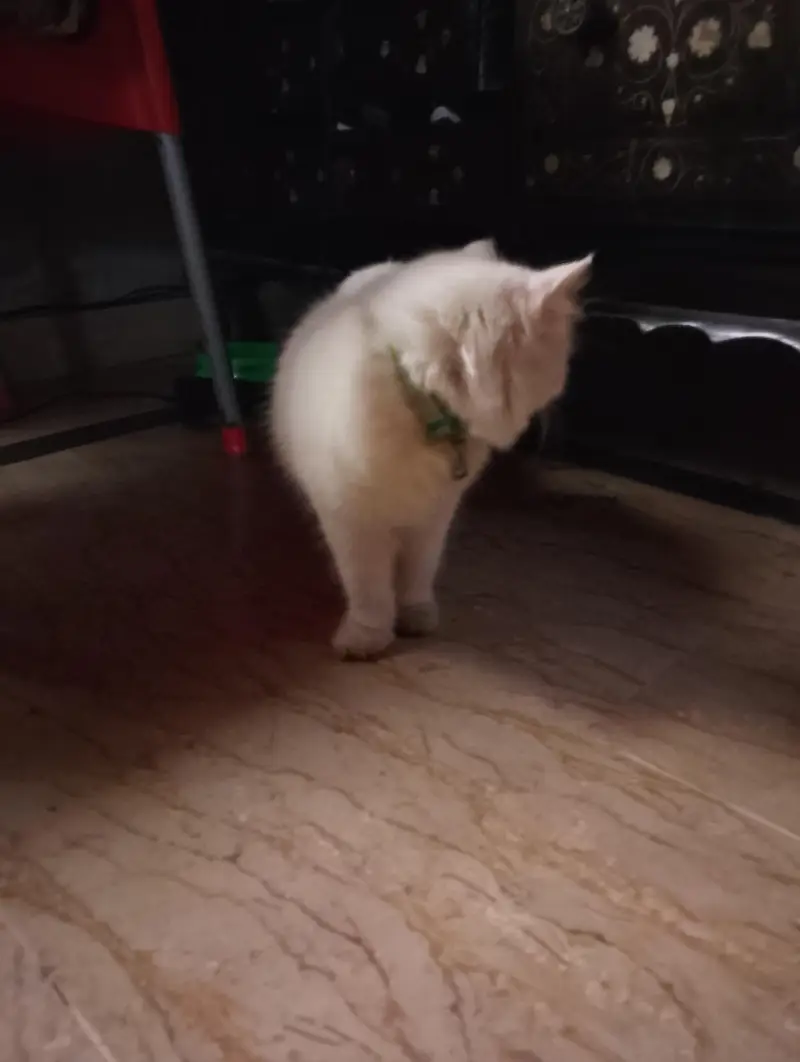 Female Persian Kitten — photo 8