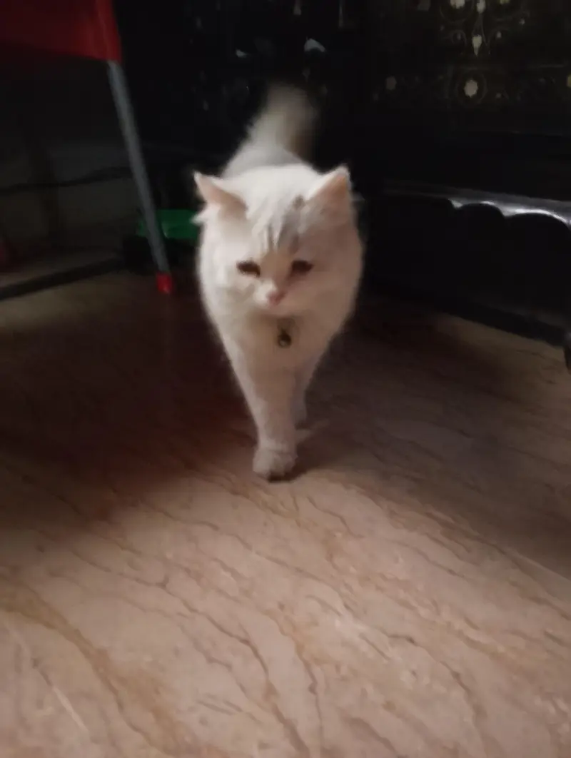 Female Persian Kitten — photo 9