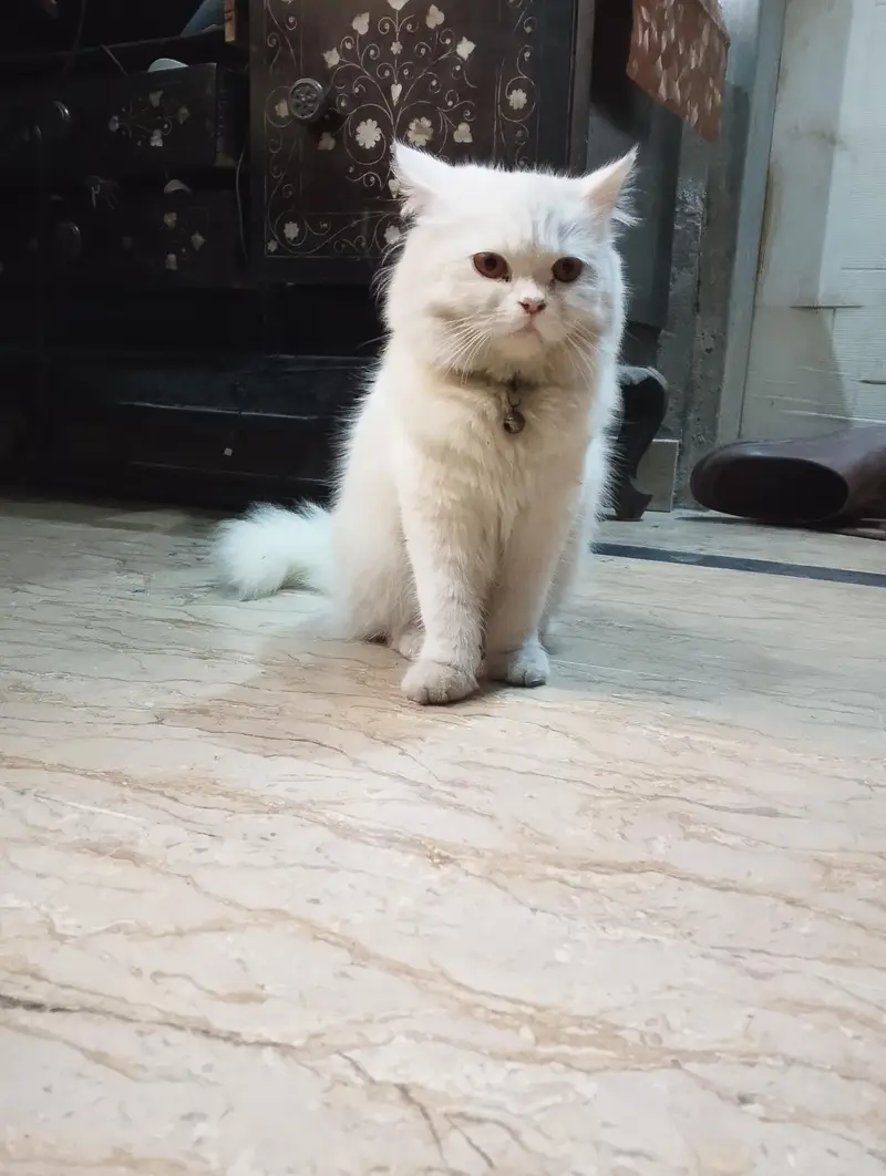 Female Persian Kitten — photo 10