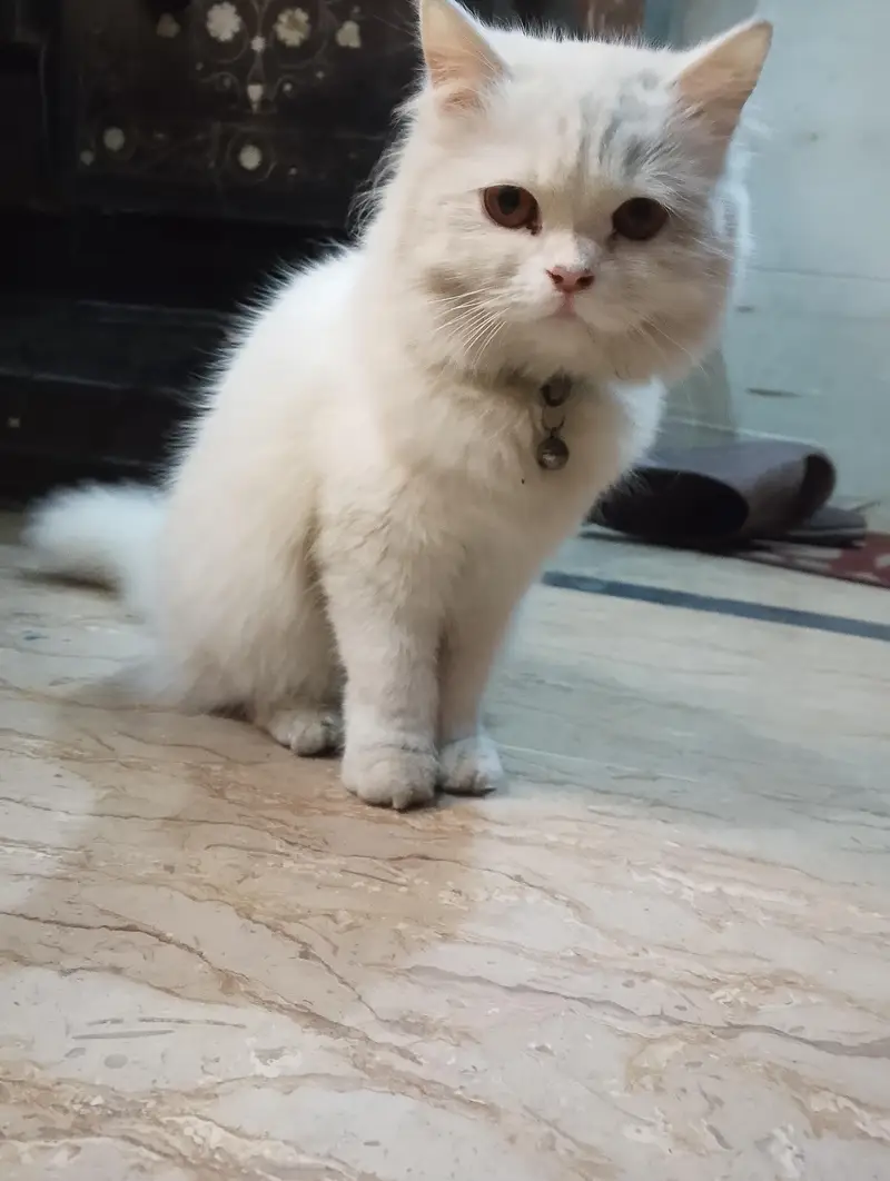 Female Persian Kitten — photo 11