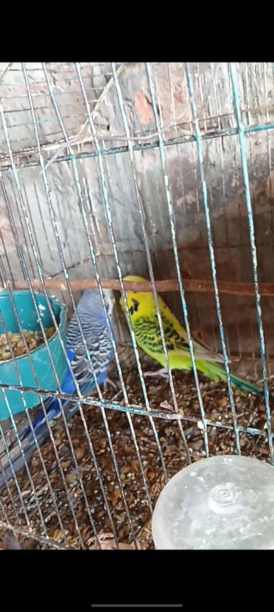 Cocktail and budgies