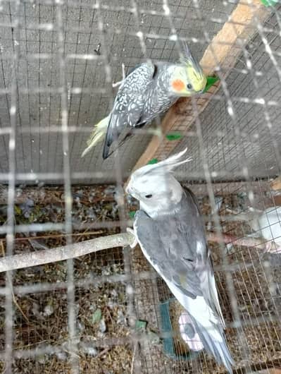 Cocktail and budgies