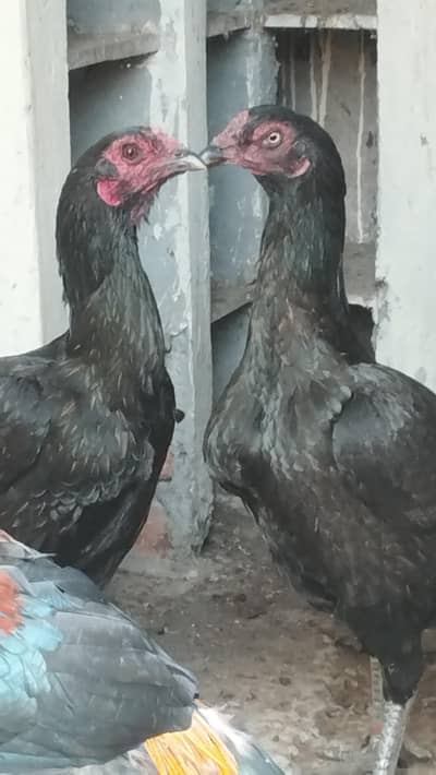 thow black thai murgi Ghar ki padi hui hai Ande bhi deti Hain