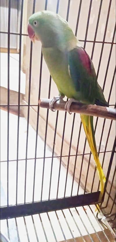 Common green ring neck talking Parrot