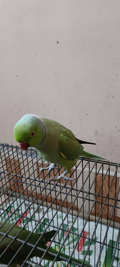 Male Talking Parrot (بولنے والا طوطا)