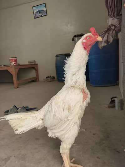 Top quality Paper white Heera male