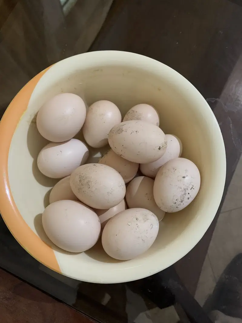 Asel eggs