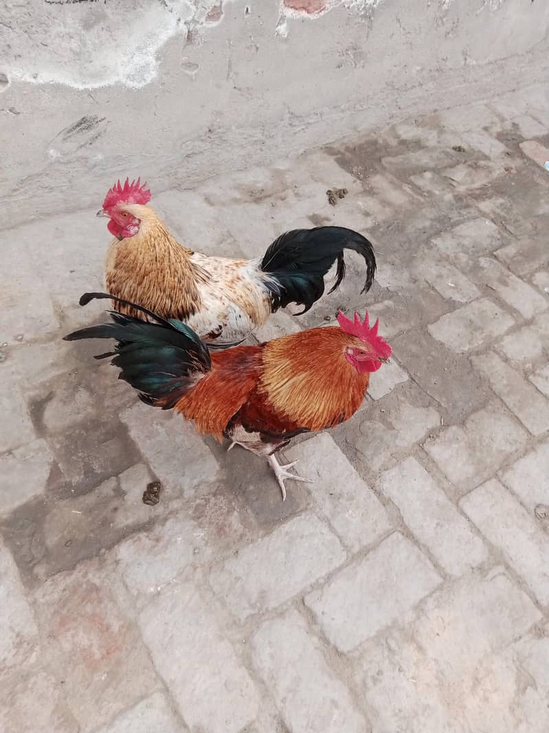 desi murga - Hens - 1109158380