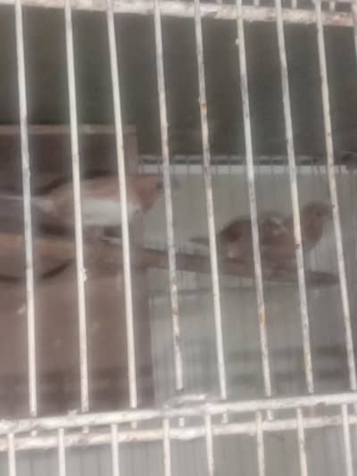 forn banglaies finch,