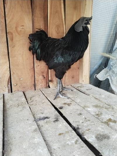 ayam cemani male ready to breed