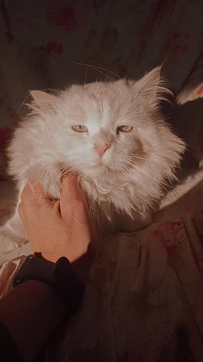 good cat for good people