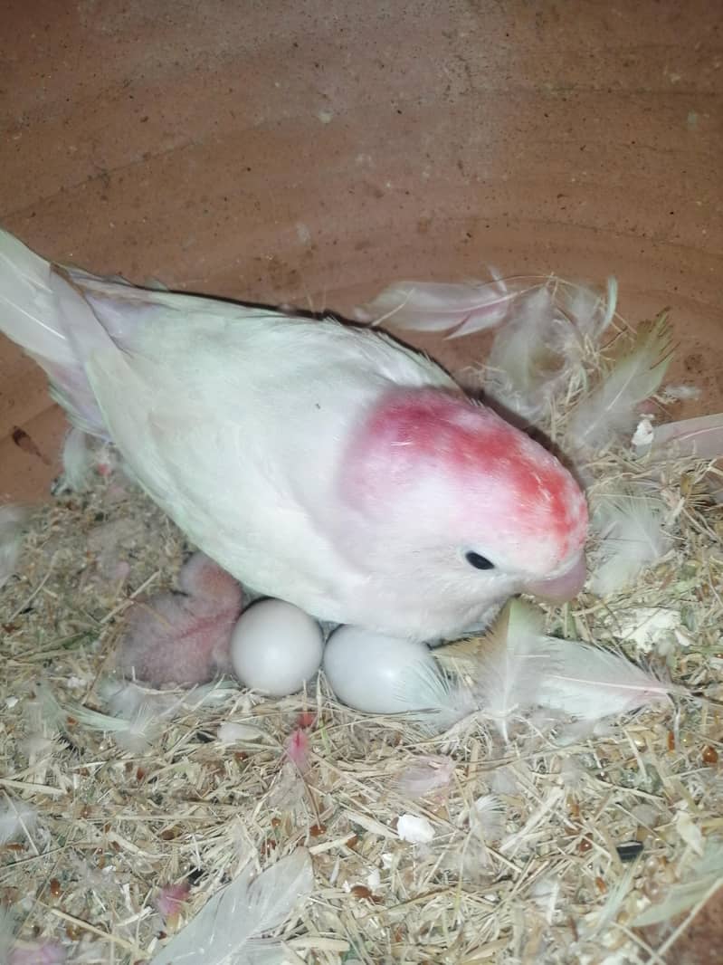 albino split to split pair 0