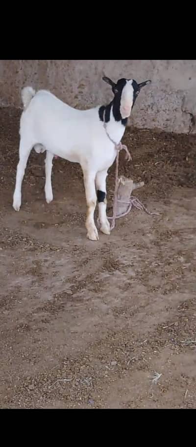 4 goat male for sale