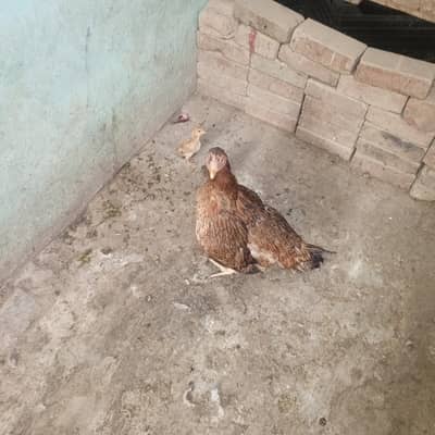 Aseel and misri  hen