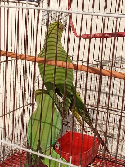 parrot for sale urgent ha