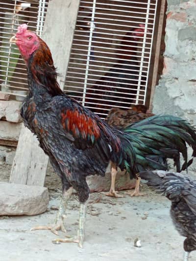 burmi+neck locker  breeder