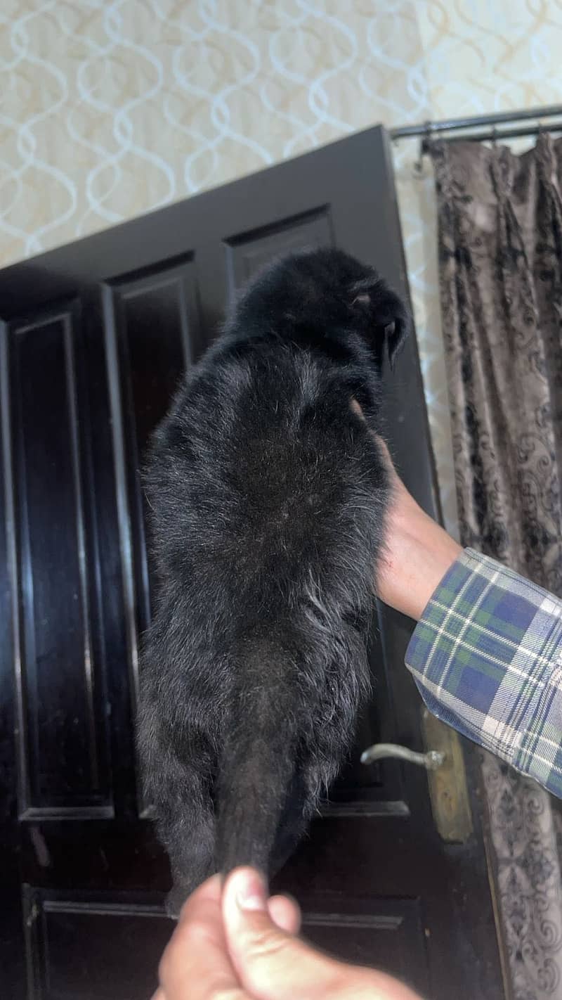 Black german shepherd 3