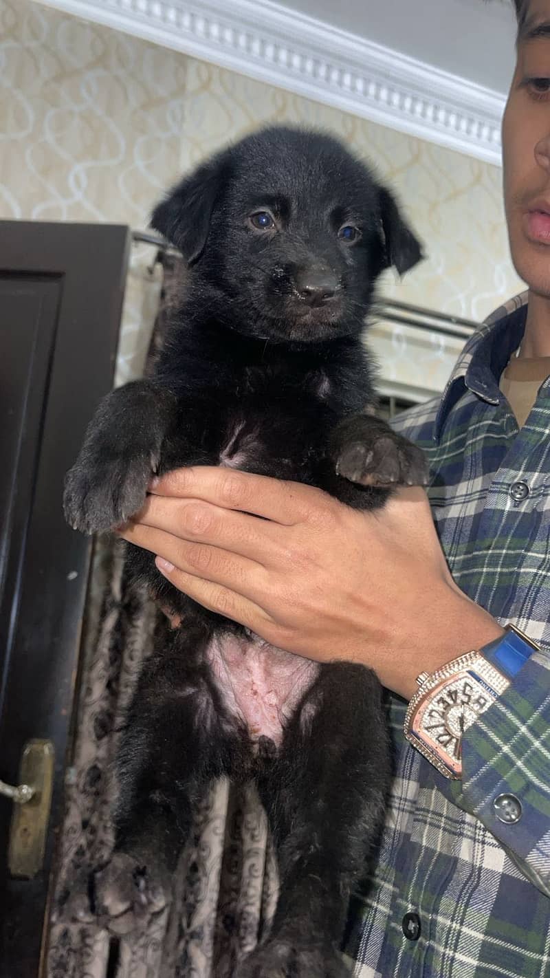 Black german shepherd 5