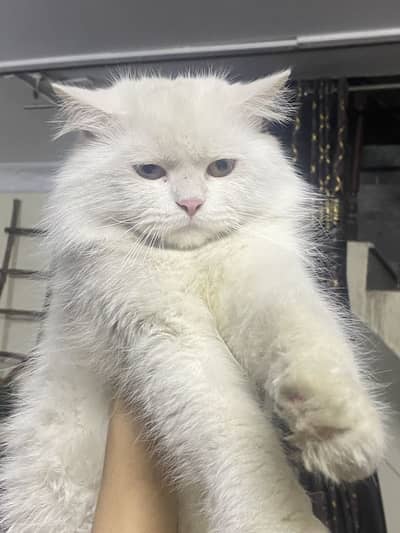 #cat male #white male cat # cat baby