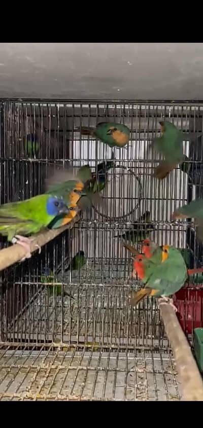 all finch available 033 five 28 55 080