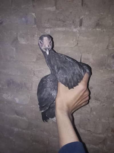 Mia wali aseel hen for sale