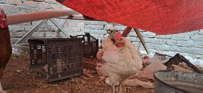 2 hens for sale active eggs ni day rahi weight 1.7 KG PIECE