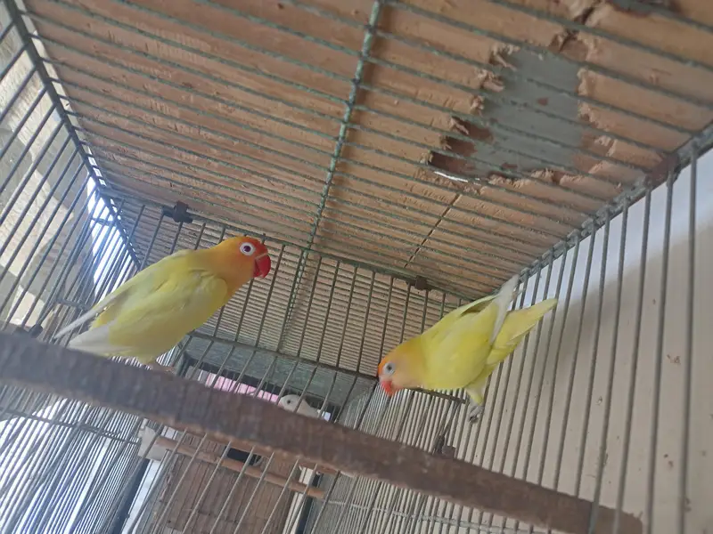 creamino and albino breeder pairs. — photo 2