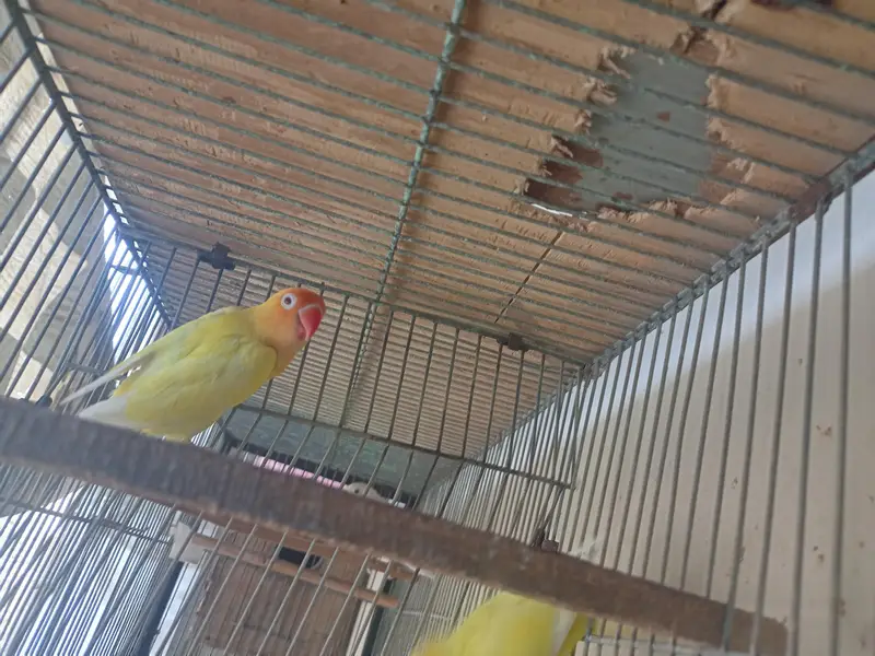 creamino and albino breeder pairs. — photo 3