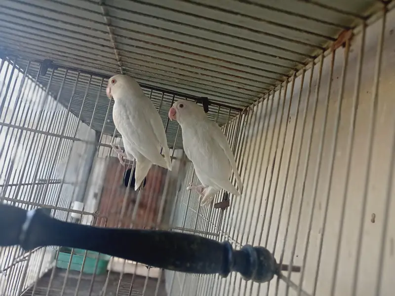 creamino and albino breeder pairs. — photo 4