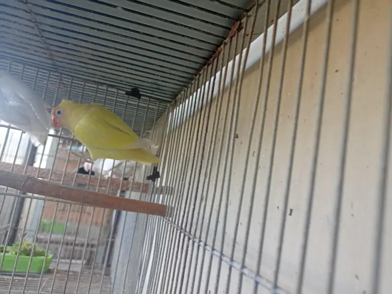 creamino and albino breeder pairs. — photo 5