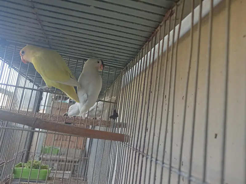 creamino and albino breeder pairs. — photo 6