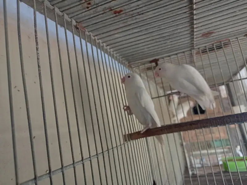 creamino and albino breeder pairs. — photo 7