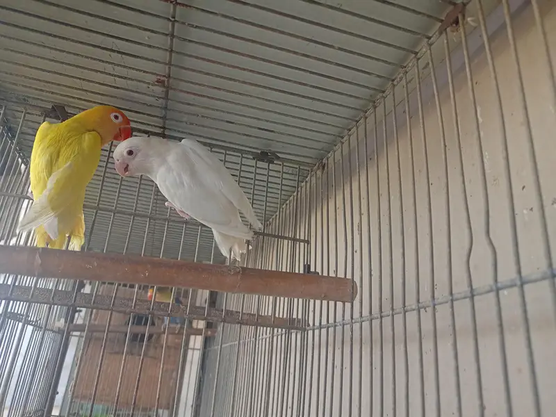 creamino and albino breeder pairs. — photo 8