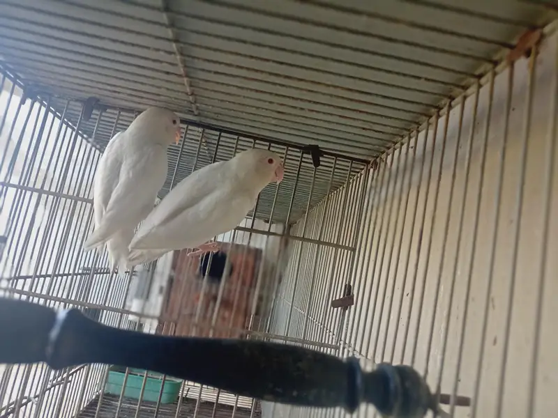 creamino and albino breeder pairs. — photo 9