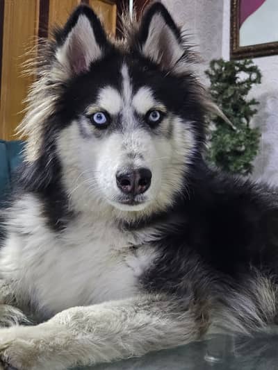 Husky