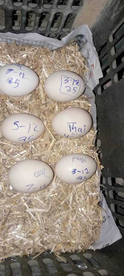 aseel murgi egg sale kr na hai