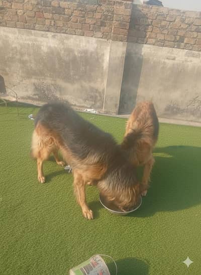 German shepherd pair