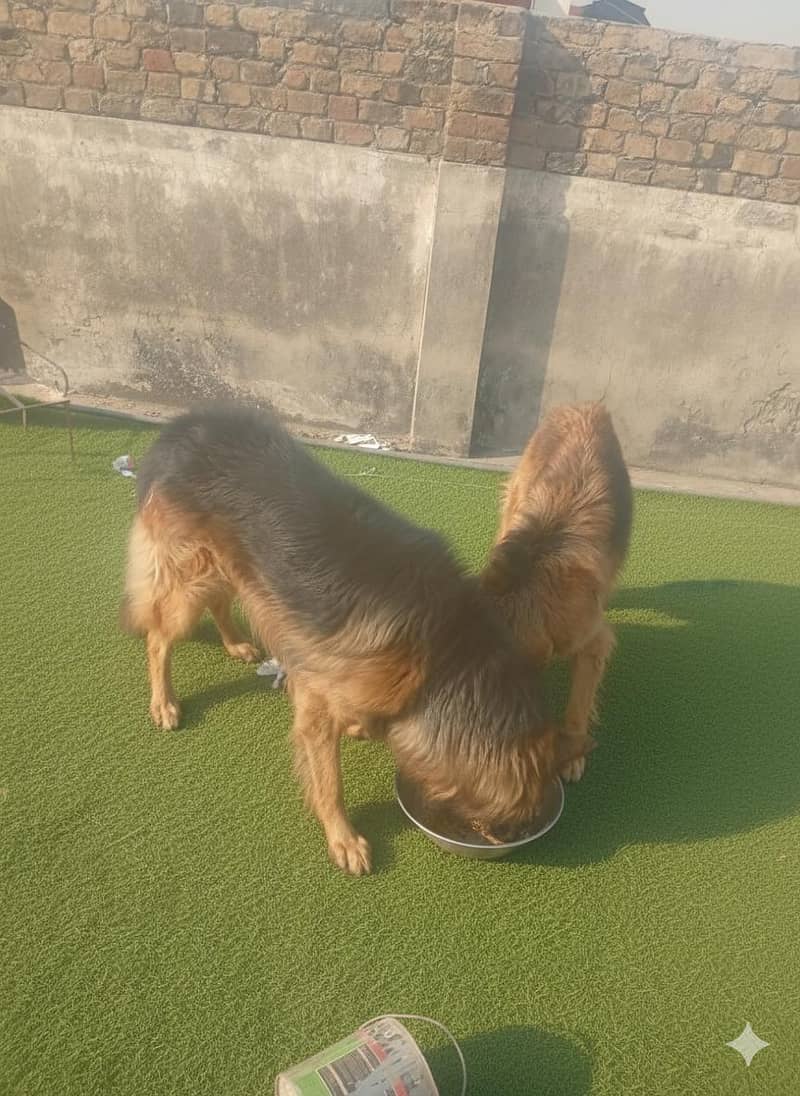 German shepherd pair 0