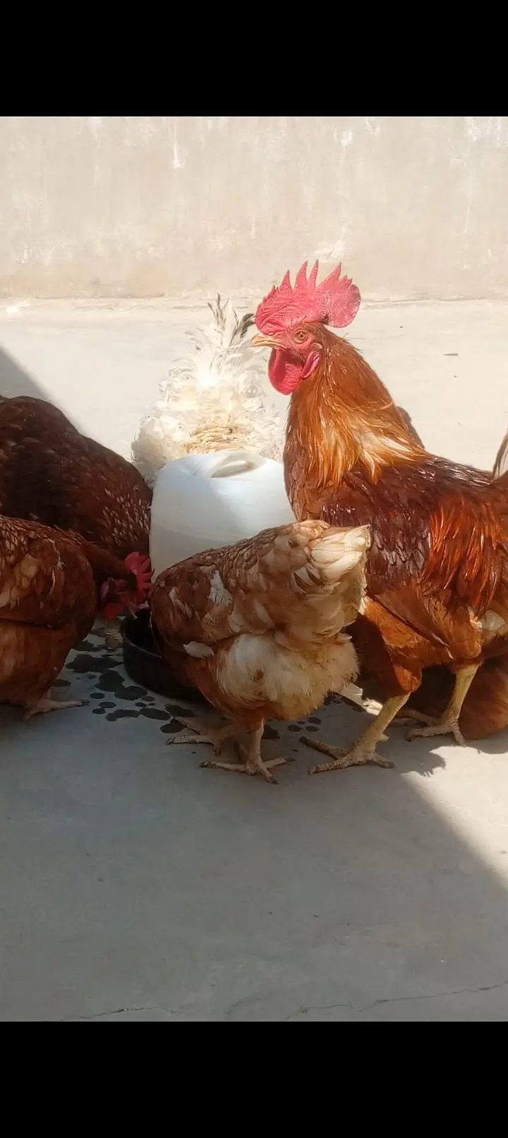 Lohman brown  fertile & unfertile eggs  & hens