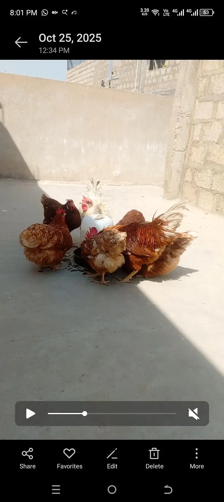 Lohman brown  fertile & unfertile eggs  & hens — photo 2