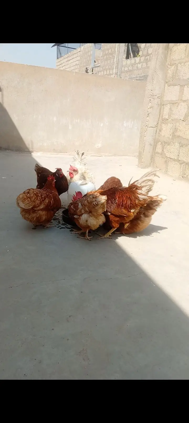 Lohman brown  fertile & unfertile eggs  & hens — photo 3