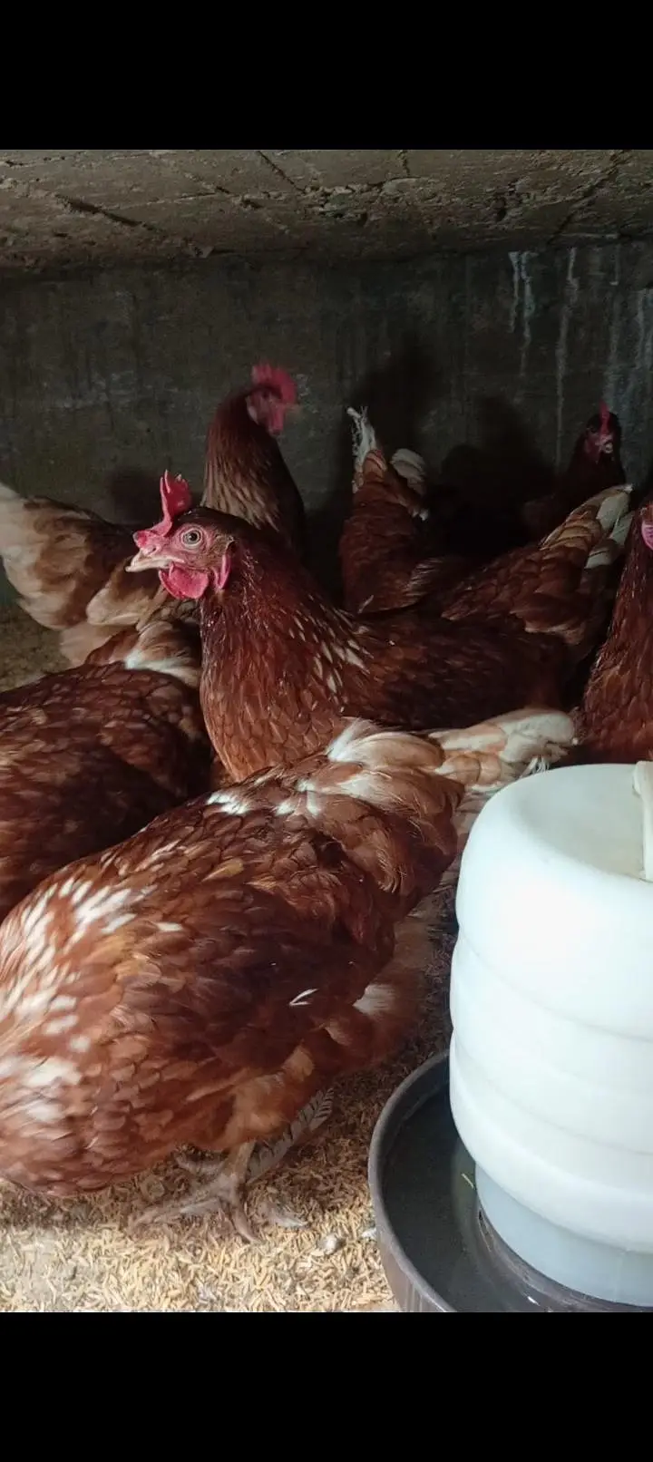 Lohman brown  fertile & unfertile eggs  & hens — photo 4