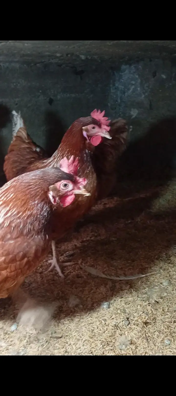 Lohman brown  fertile & unfertile eggs  & hens — photo 5
